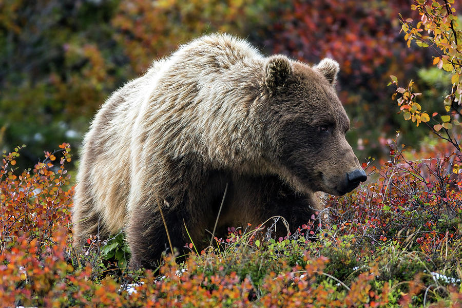 Grizzly bear in Denali national park - Alaska Photograph by Olivier Parent