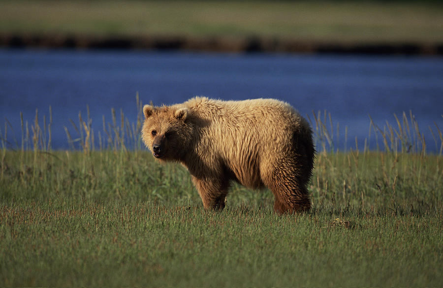 Grizzly bear in field , Alaska Photograph by Comstock Images