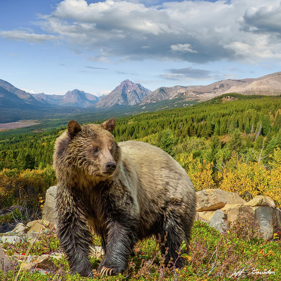 Grizzly Bear in Glacier National Park Photograph by Jeff Goulden
