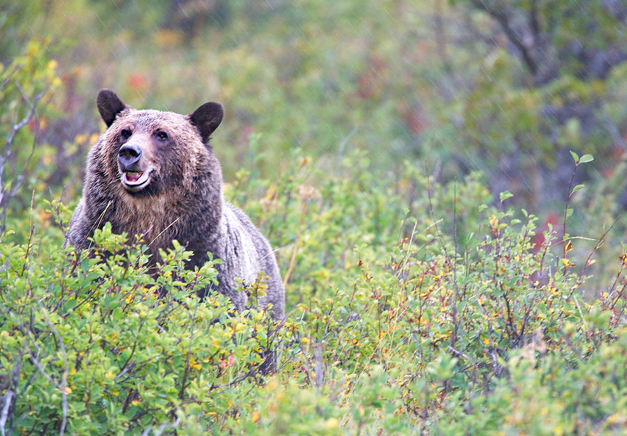 Grizzly bear in huckleberries field Photograph by Scott Pudwell Photography