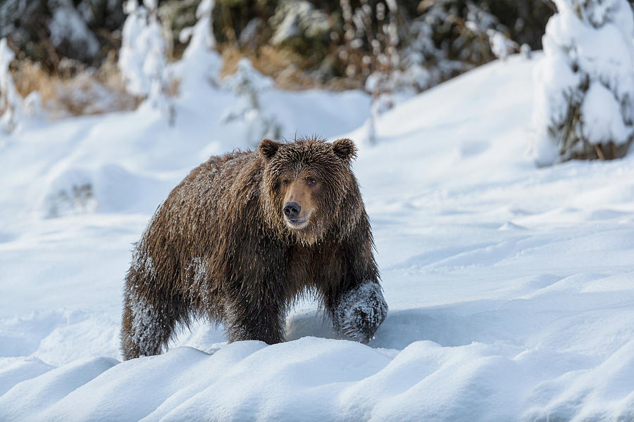 Grizzly bear in snow 01 - 2018 Photograph by Murray Rudd
