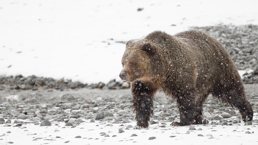 Grizzly Bear in snow Photograph by Rehna George