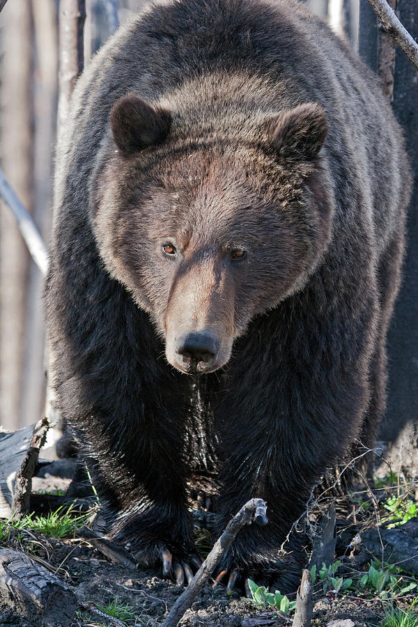 Grizzly Bear in the Forest Photograph by Wesley Aston