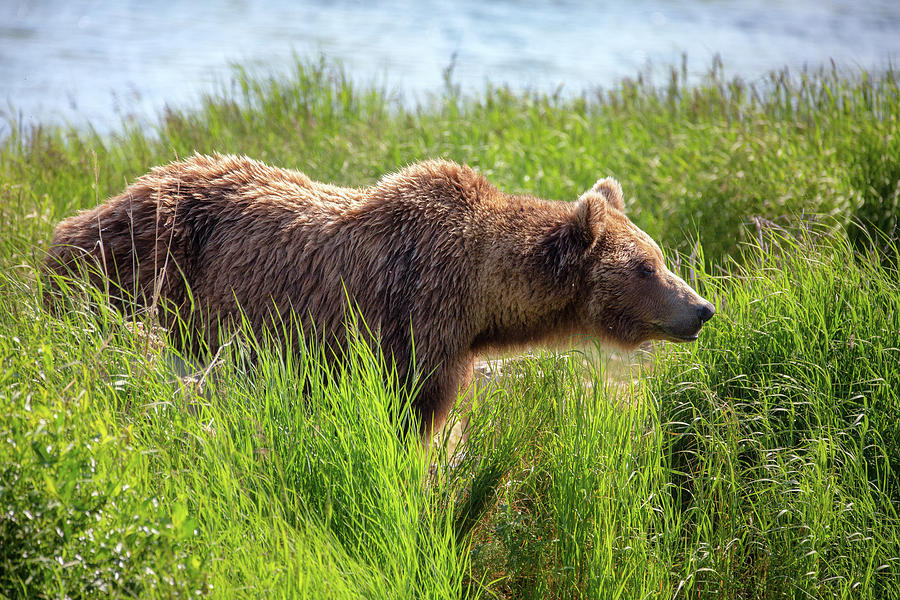 Grizzly Bear in the grass Photograph by Alex Mironyuk