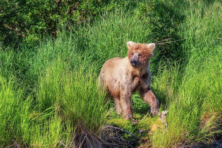 Grizzly Bear in the high grass Photograph by Alex Mironyuk