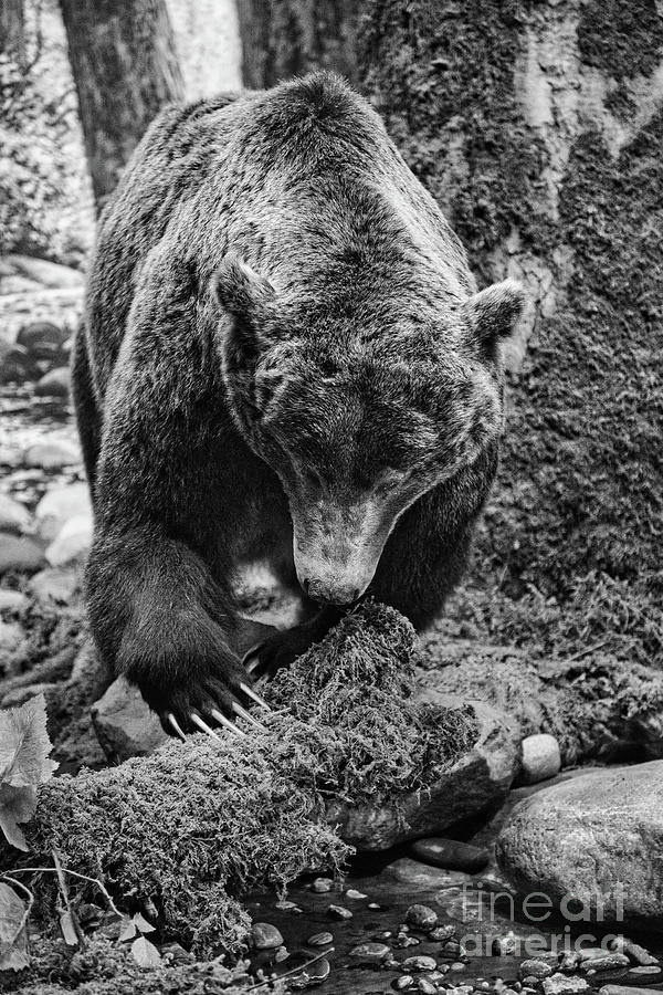 Grizzly Bear in the Rain Forest Photograph by Sue Harper