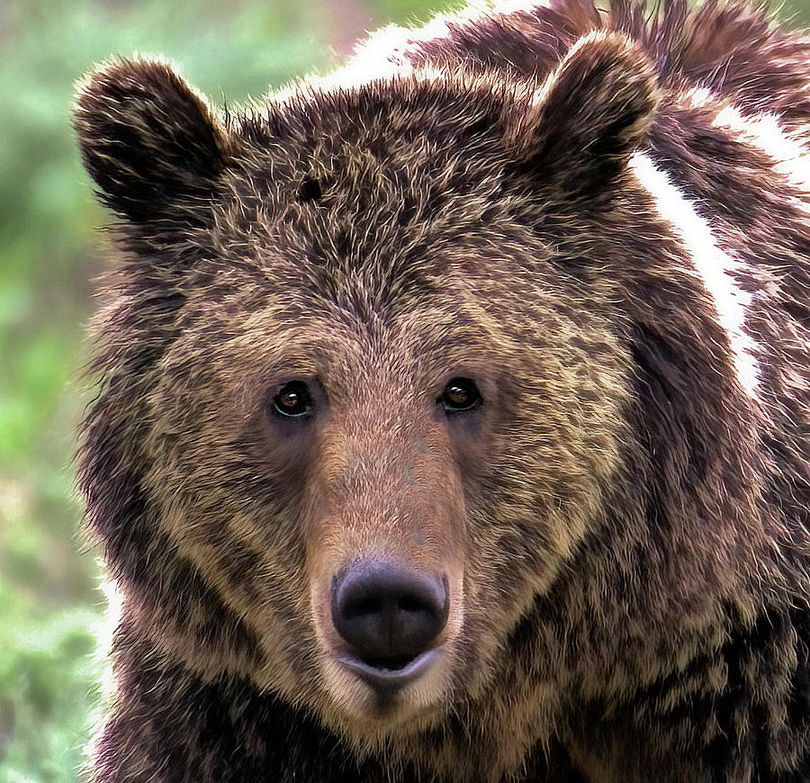 Grizzly Bear in Yellowstone National Park Photograph by Logan Pierson ...