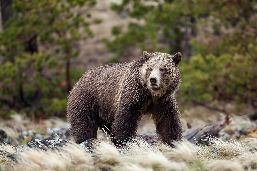 Grizzly Bear In Yellowstone Photograph by Wesley Aston