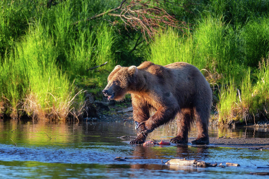 Grizzly Bear is eating salmon Photograph by Alex Mironyuk