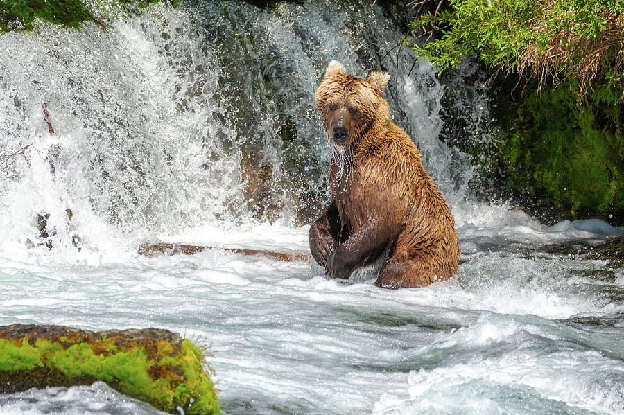 Grizzly Bear is standing in the Brook Falls Waterfall Photograph by Alex Mironyuk