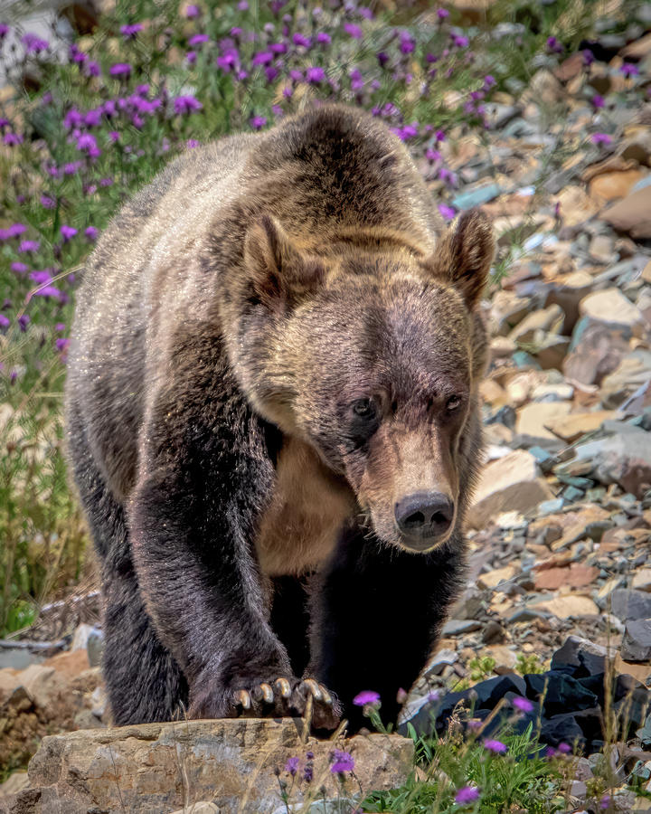 Grizzly Bear  Photograph by Jack Bell