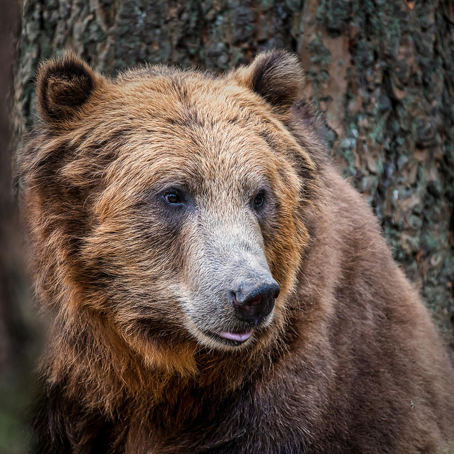 Grizzly Bear Photograph by Jason Renfrow | Fine Art America