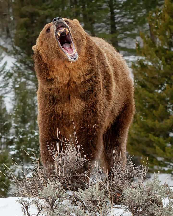 Grizzly Bear Photograph by Jerry Fornarotto