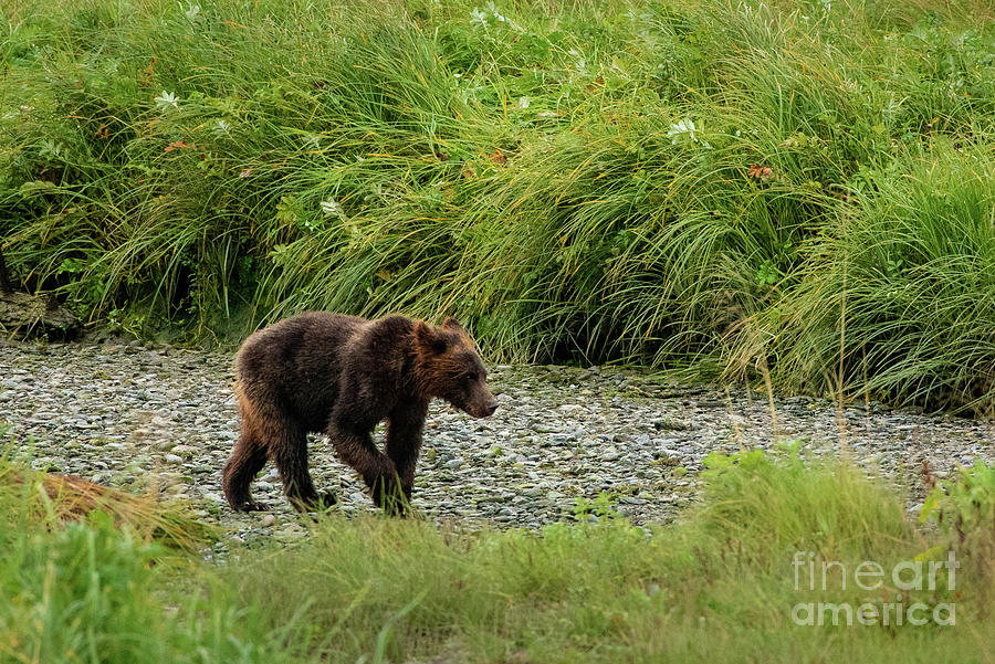 Summer Photograph - Brown Bear Juvenile at Pack Creek, Alaska by Nancy Gleason