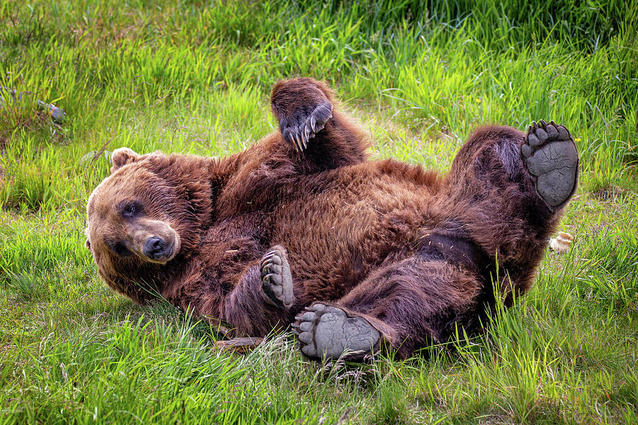 Alaska Photograph - Grizzly Bear - Lets Play by Alex Mironyuk.