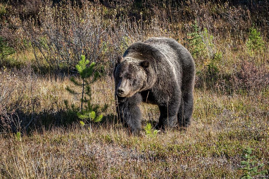 Grizzly Bear Photograph by Canadart -