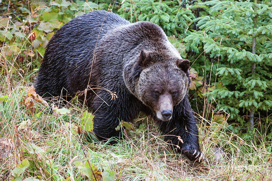 Grizzly Bear Photograph by Matteo Colombo