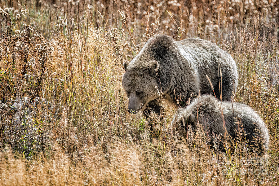 Grizzly Bear Mother And Cub Foraging Photograph