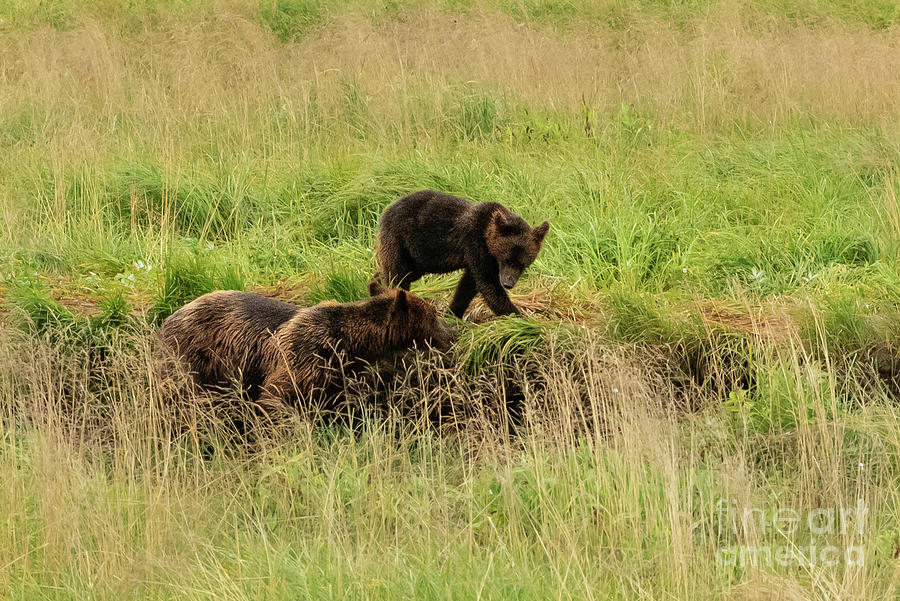 Summer Photograph - Brown Bear Mother and Cub Walk Together at Pack Creek, Alaska by Nancy Gleason