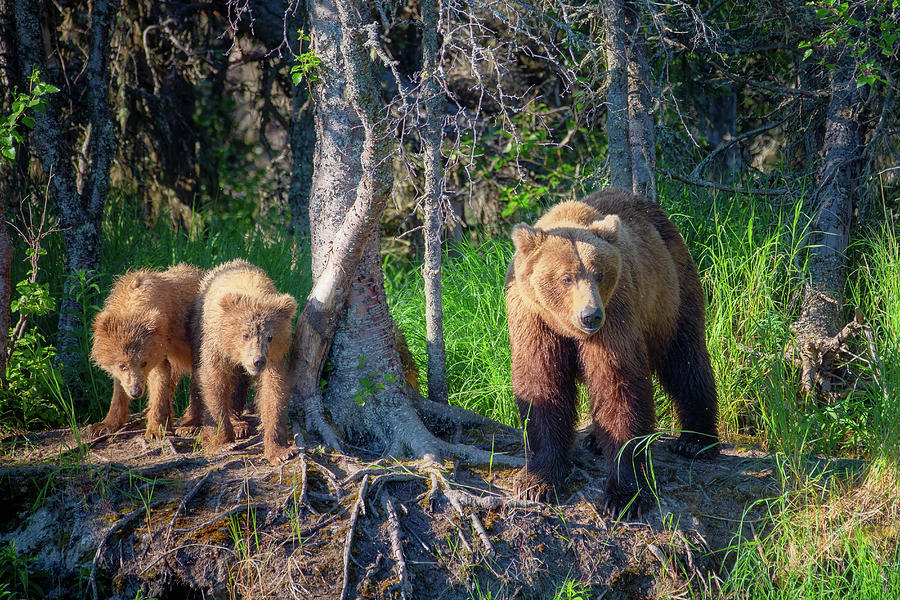 Grizzly Bear Mother and her cubs in the woods Photograph by Alex Mironyuk