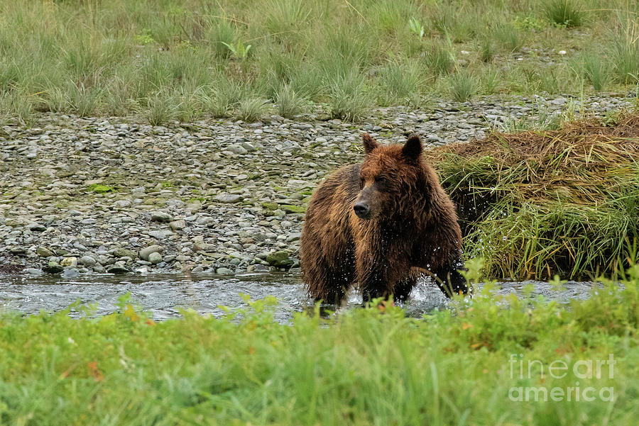 Brown Bear Mother Watches for Danger at Pack Creek Delta Photograph by Nancy Gleason