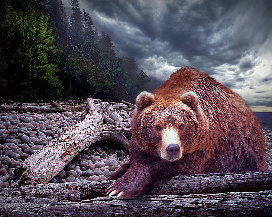 Grizzly Bear on a Beach with Driftwood and Stone Pebbles Photograph by Randall Nyhof