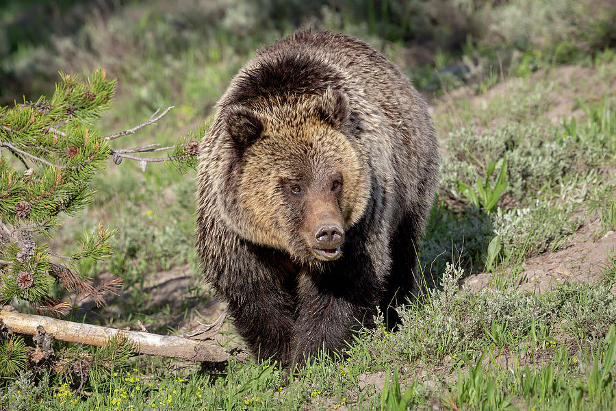 Grizzly Bear On the Move Photograph by Jack Bell