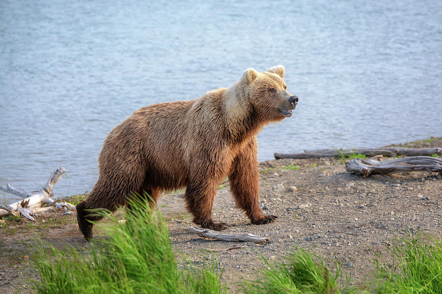Grizzly Bear on the shore Photograph by Alex Mironyuk