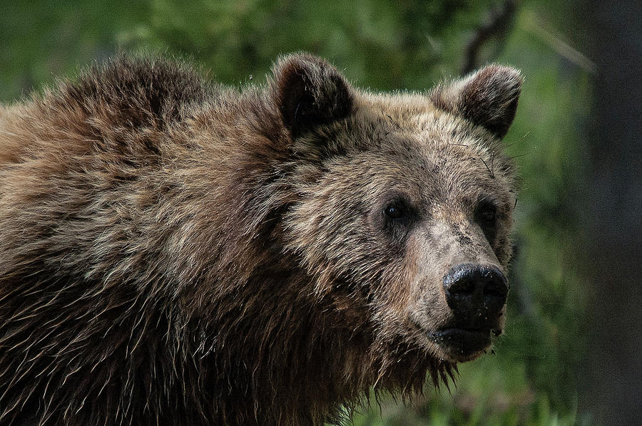 Grizzly Bear Picnic Photograph by Steve Stuller