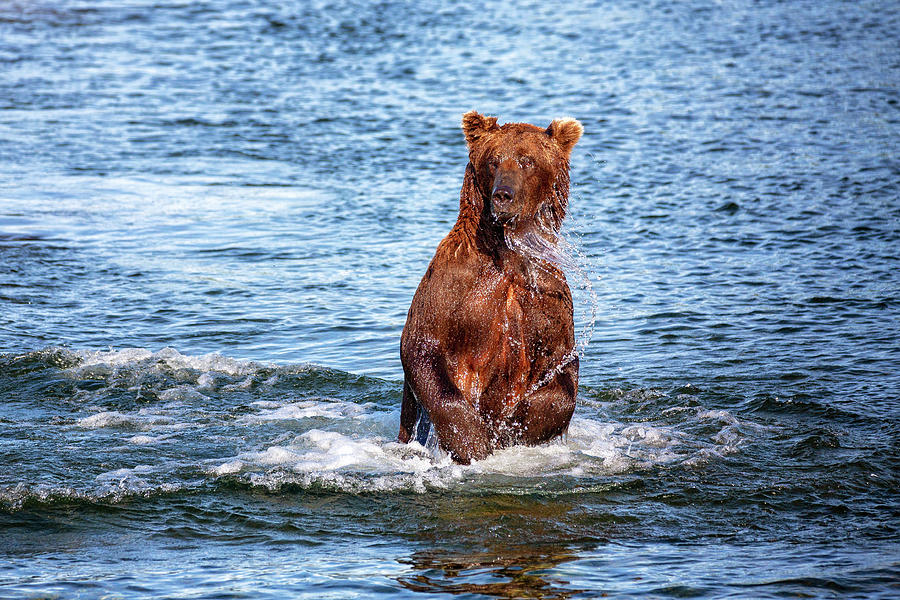 Grizzly bear playing in the water Photograph by Alex Mironyuk
