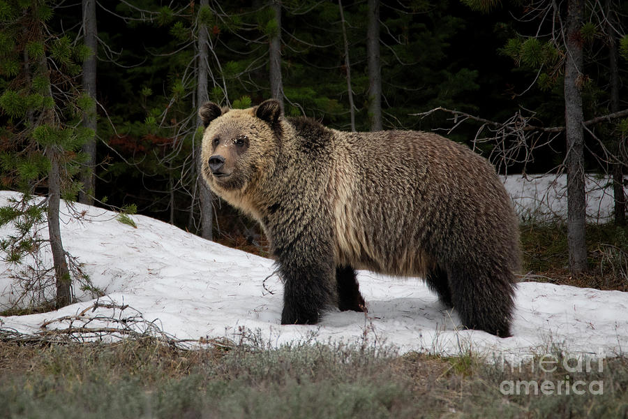 Grizzly Bear - Porcupine Encounter Photograph by Bret Barton