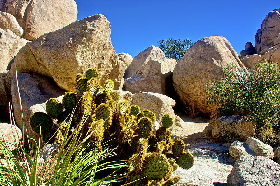 Grizzly Bear Prickly Pear in Hidden Valley Trail in Joshua Tree National Park, California  Photograph by Ruth Hager