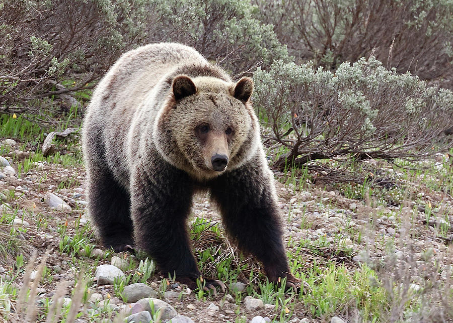 Grizzly Bear Photograph by Renate Grupp - Fine Art America