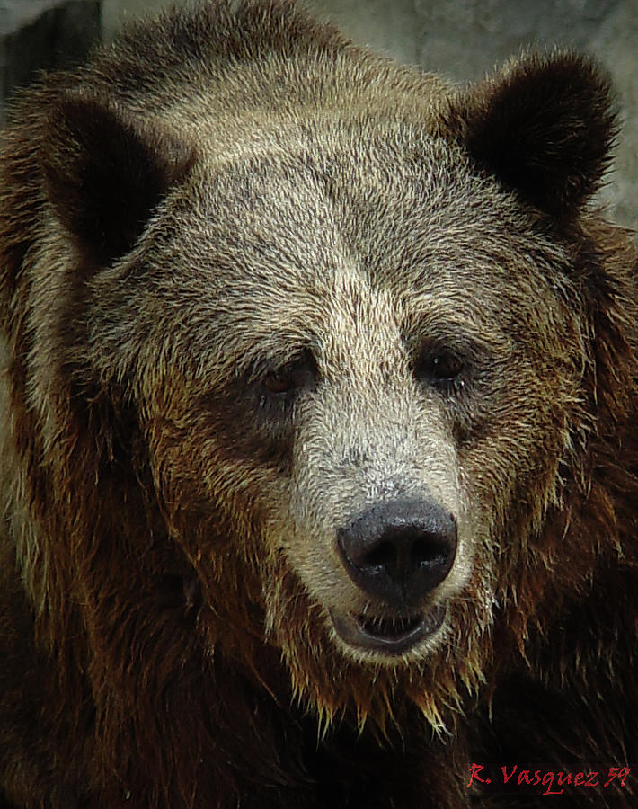 Grizzly Bear Photograph by Rene Vasquez