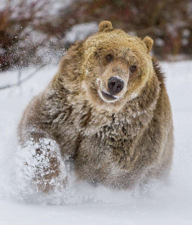Grizzly Bear Running through Snow Photograph by Jerry Fornarotto
