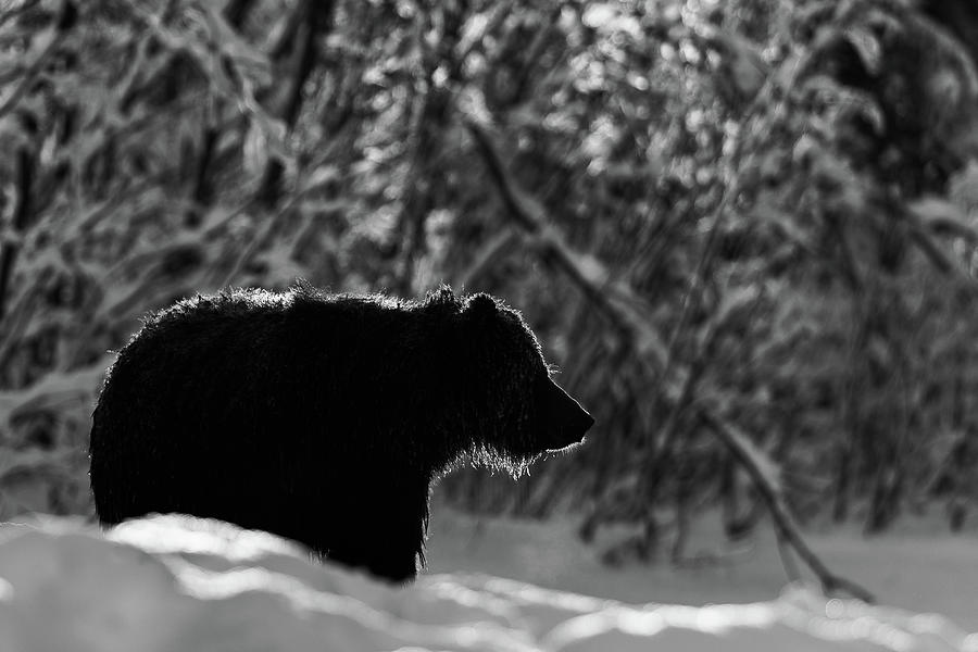 Grizzly bear silhouette Photograph by Murray Rudd