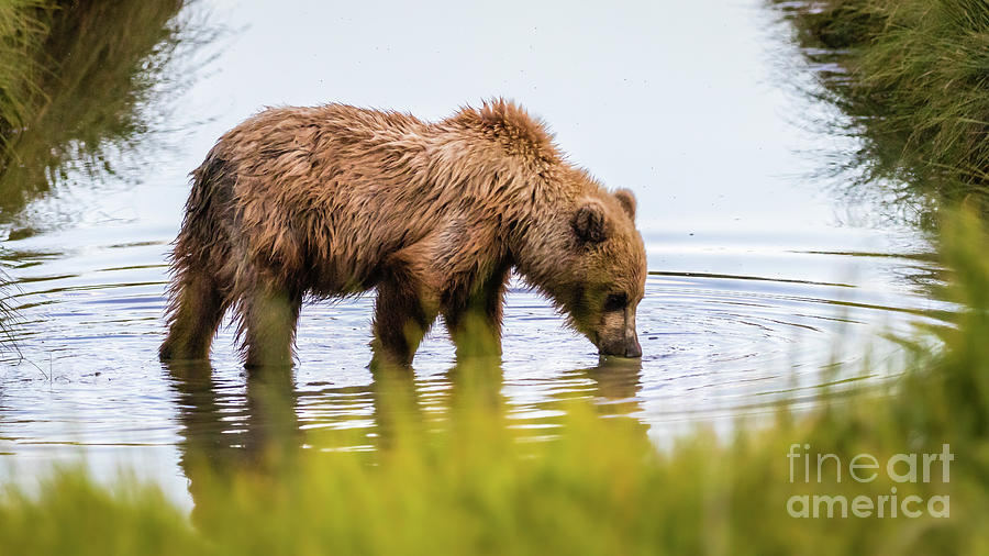 Grizzly bear sipping some water Photograph by Lyl Dil Creations