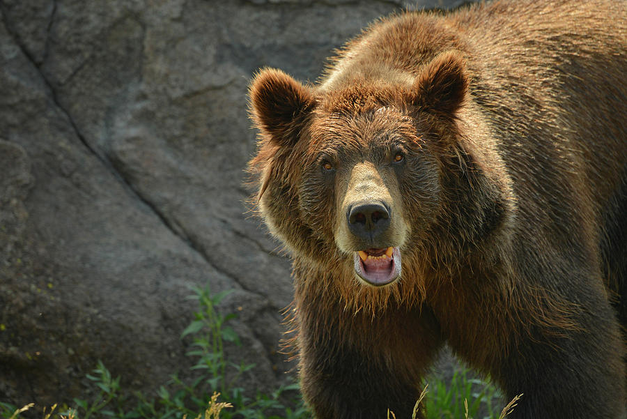 Grizzly Bear Smiling 3 Photograph by Dean Hueber - Fine Art America