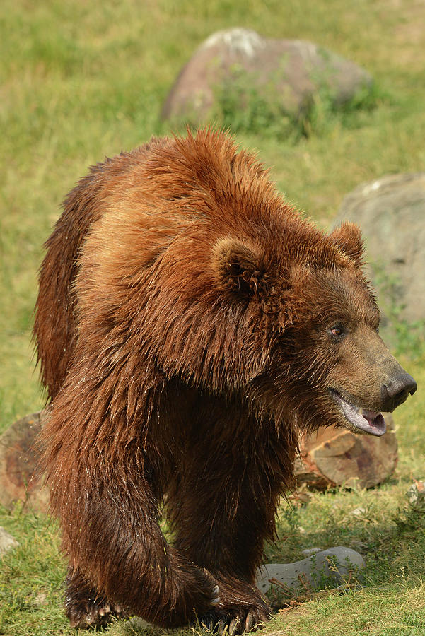 Grizzly Bear Smiling 4 Photograph By Dean Hueber - Fine Art America