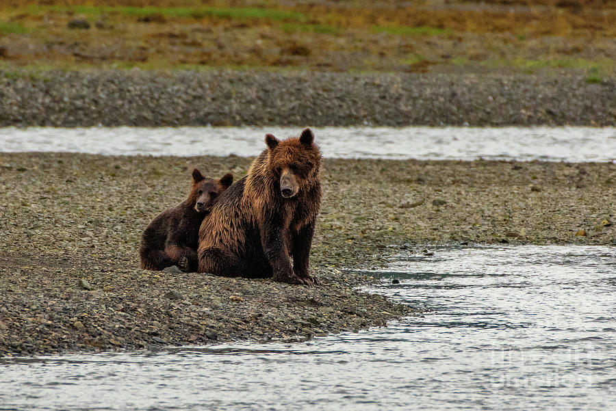 Summer Photograph - Brown Bear Sow and Juvenile Waiting for High Tide at Pack Creek by Nancy Gleason