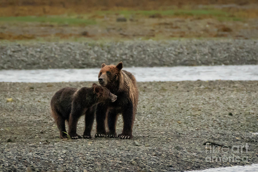 Summer Photograph - Brown Bear Sow and Juvenile Waiting for High Tide to Bring Salmon by Nancy Gleason
