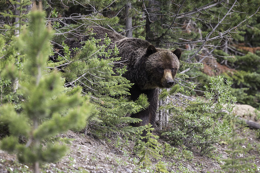 Grizzly Bear Sow, ursus arctos horribilis, coming out of the trees in Kananaskis Country, Alberta, Canada Photograph by Colleen Gara
