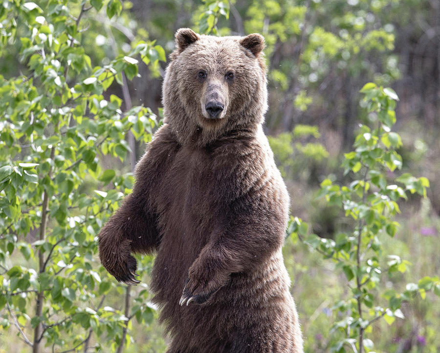 Grizzly Bear Standing Photograph by Sam Amato