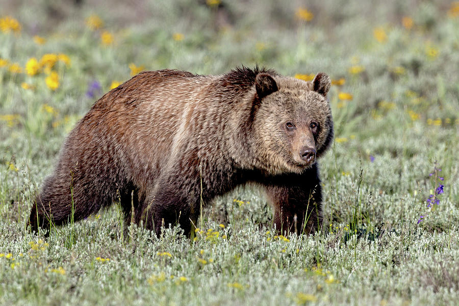 Grizzly Bear Stepping Out Photograph by Jack Bell