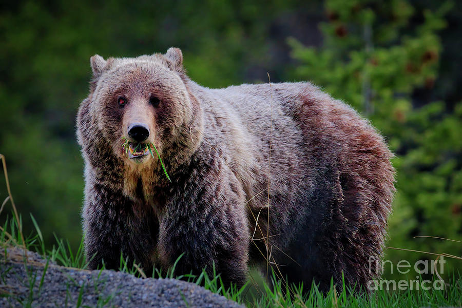 Grizzly bear Photograph by Thomas Nay