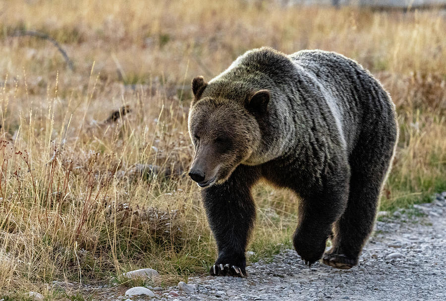 Grizzly Bear Photograph by Tim Quesenberry Fine Art America