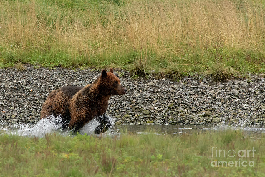Summer Photograph - Brown Bear Tracking Salmon in Pack Creek, Alaska by Nancy Gleason