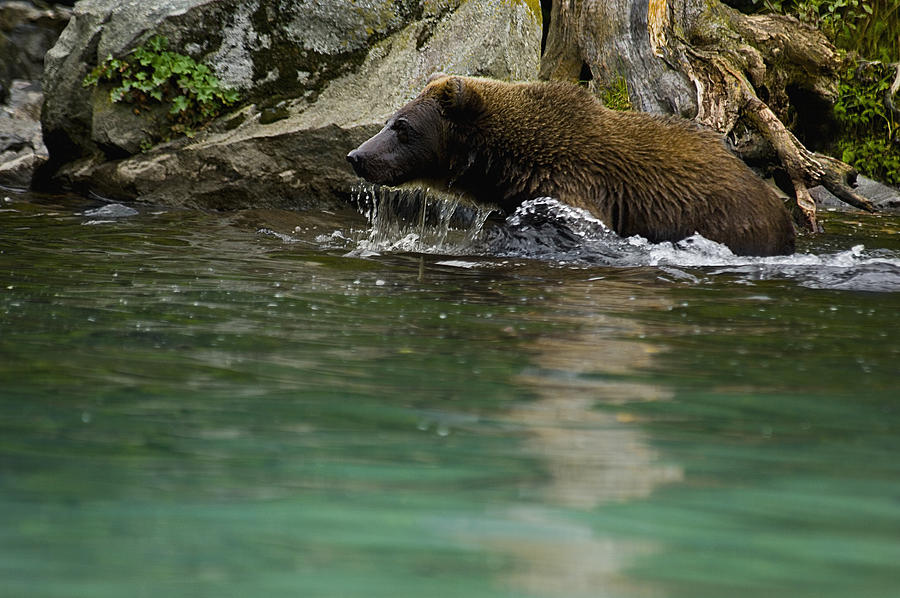 Grizzly bear (Ursus arctos horribilis) in water Photograph by Glowimages