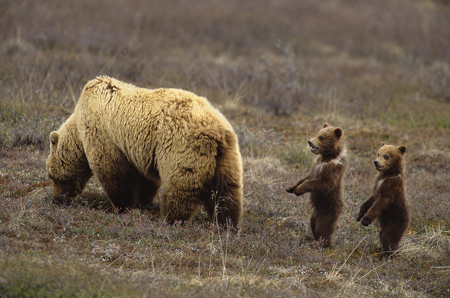 Grizzly bear (Ursus arctos) in field with two cubs Photograph by Eastcott Momatiuk