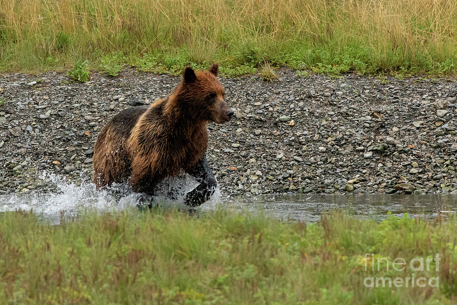 Summer Photograph - Brown Bear Wades through Pack Creek for Salmon by Nancy Gleason